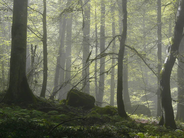 forêts hyrcaniennes