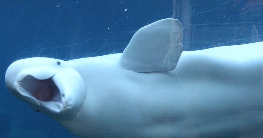 Beluga whale
