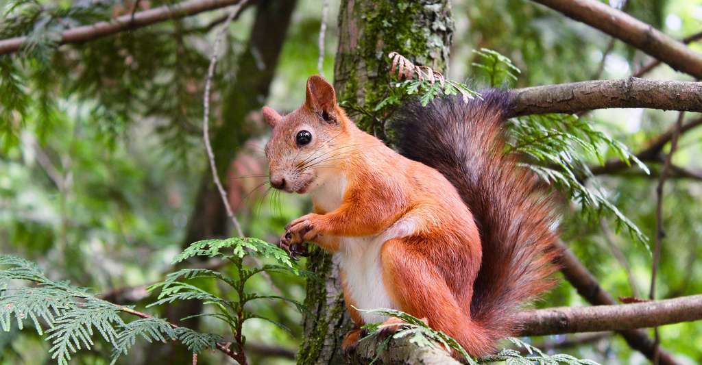 rapport biodiversité