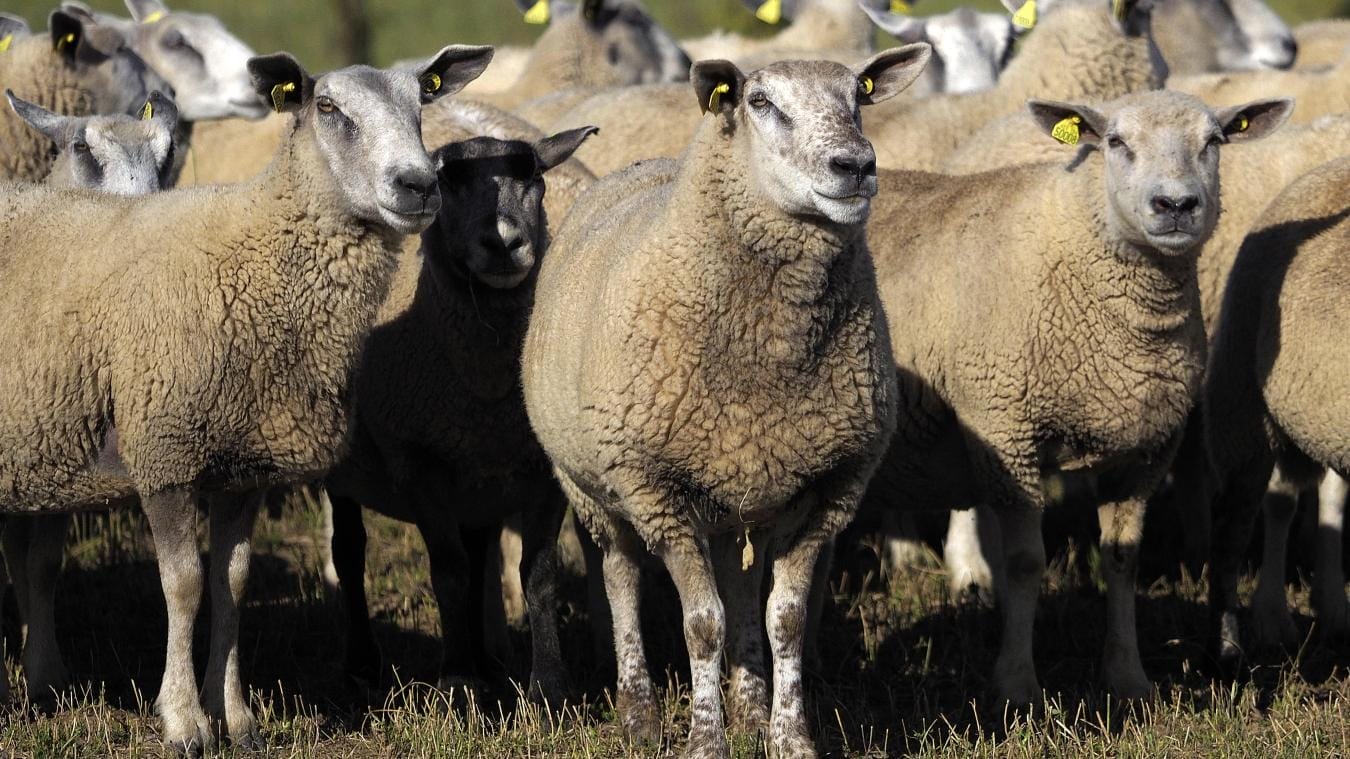 moutons inscrits en école à isère