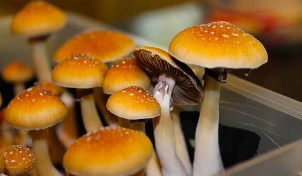 champigons hallucinogène champigons hallucinogène