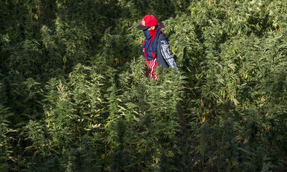 100 milliards de DH pour le Maroc en cas de légalisation du Cannabis 2 cannabis au maroc