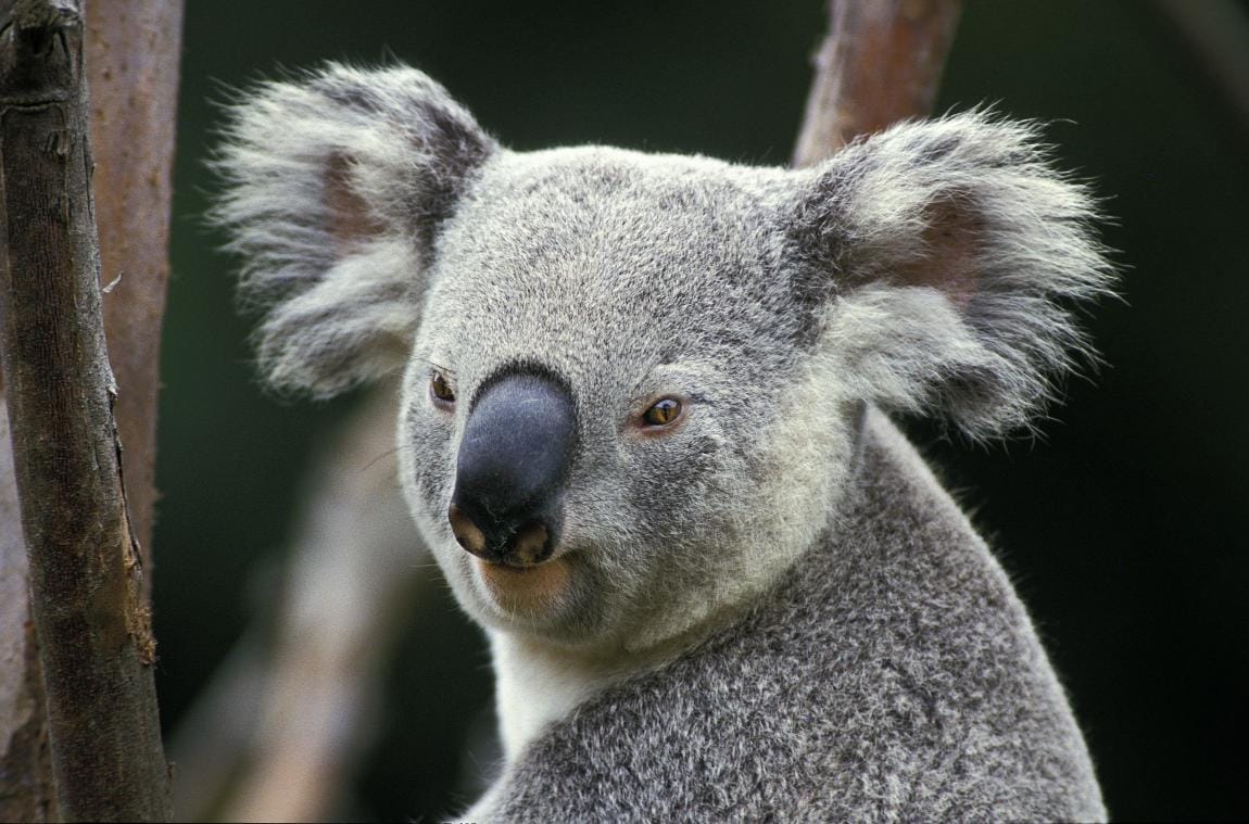 Les koalas sont en danger d’extinction