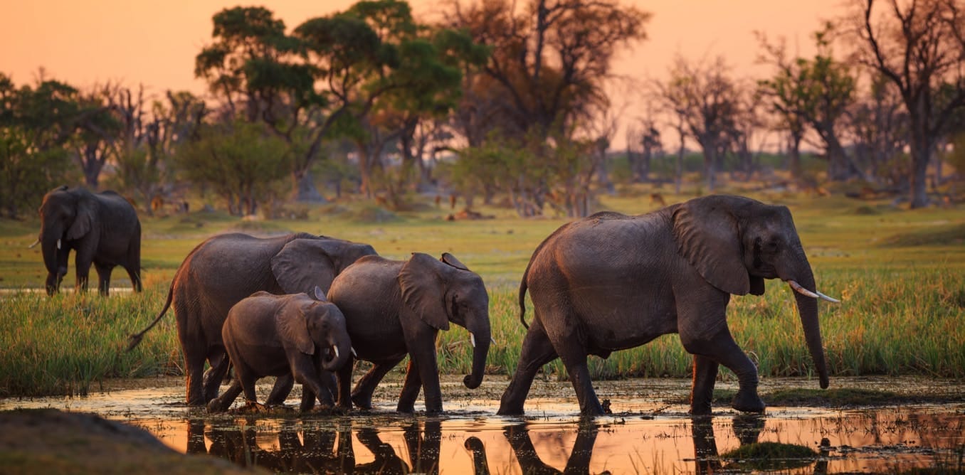 Le Bostwana ré-autorise la chasse aux éléphants