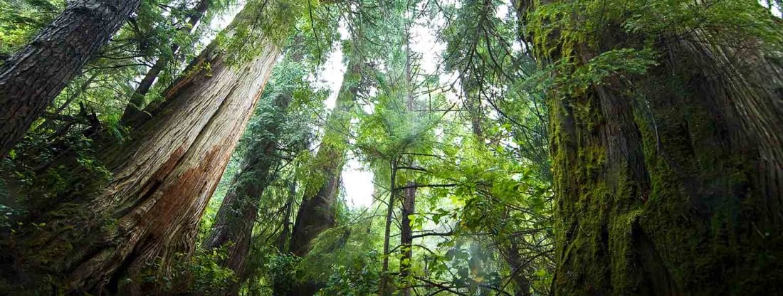 Les arbres pourraient-ils devenir les nouvelles pierres tombales ? 2 Forest-webinar-series-header