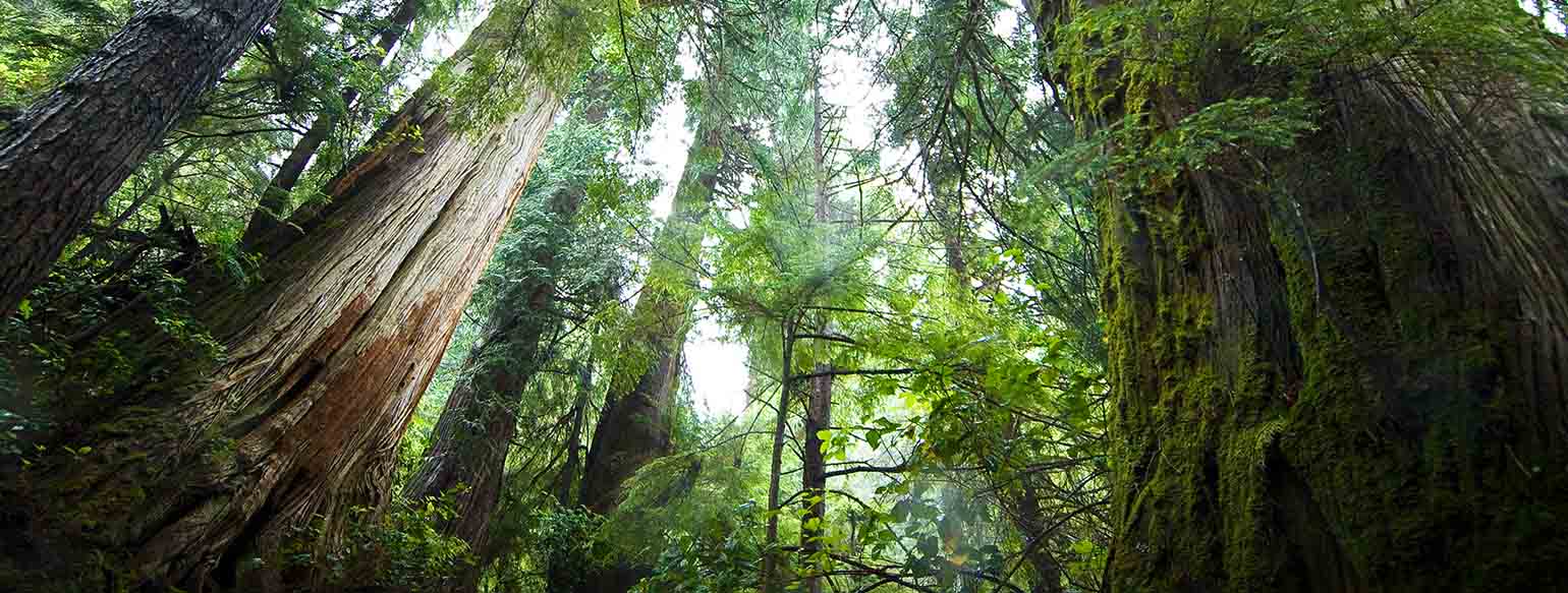 Forest-webinar-series-header Forest-webinar-series-header