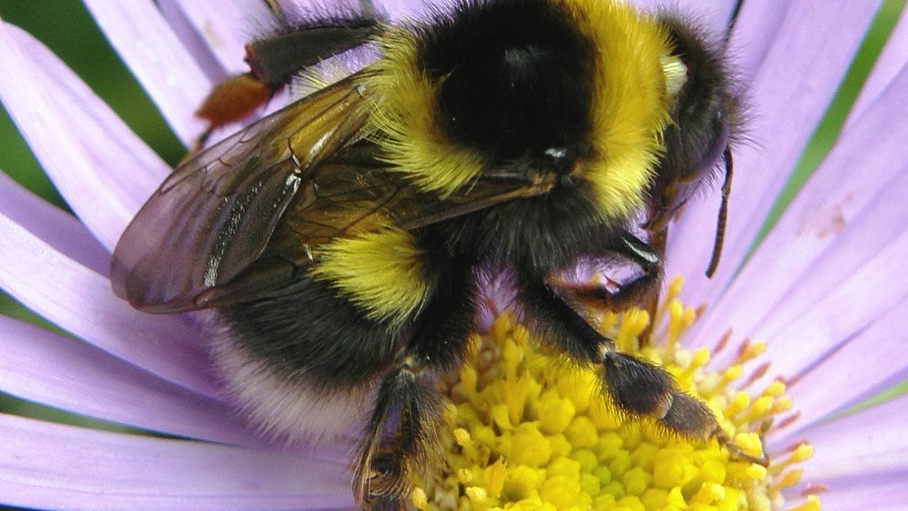 Bombus hortorum (c) S