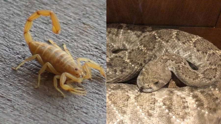 Une campagne contre les morsures de serpent et de scorpions au Maroc 2 Une campagne contre les morsures de serpent et de scorpions au Maroc (1)