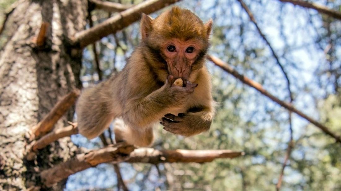 Les singes magots désormais une espèce menacée 2 d2d75ae4f614c52a6814744bcc123cc098925936