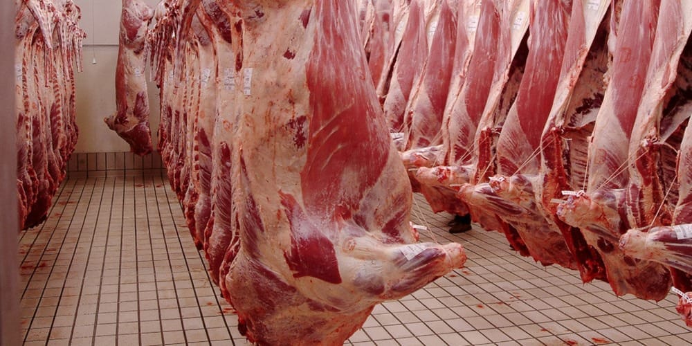 Aid al Adha : sur 492 abattoirs, seuls 17 sont agréés