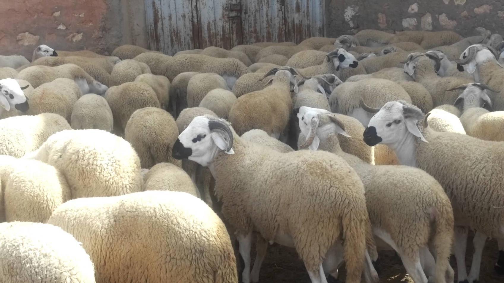 Mort de 70 moutons de l’Aïd à Berrechid