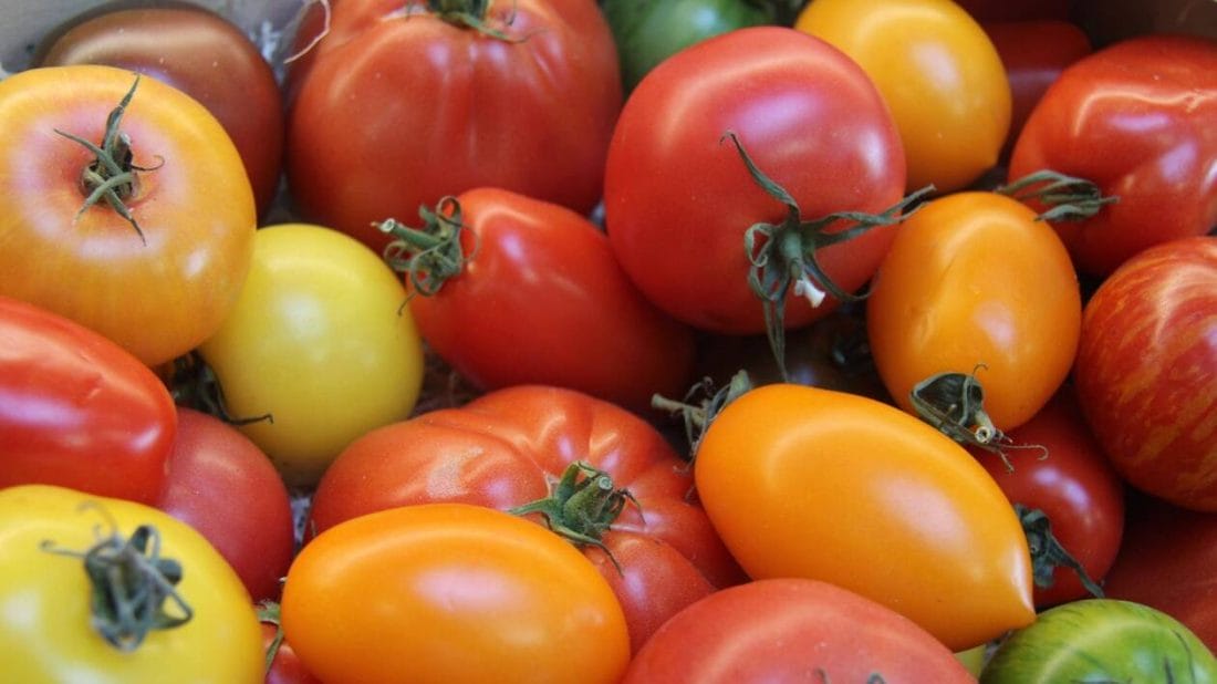 Le Maroc hausse ses exportations de tomates vers le Danemark