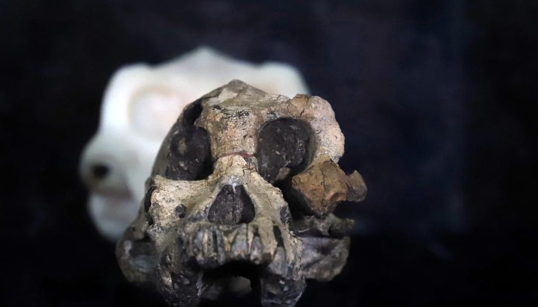 Un crâne vieux de 3,8 millions d’années découvert en Ethiopie 2 38-miljoen-jaar-oude-schedel-van-menselijke-voorouder-gevonden