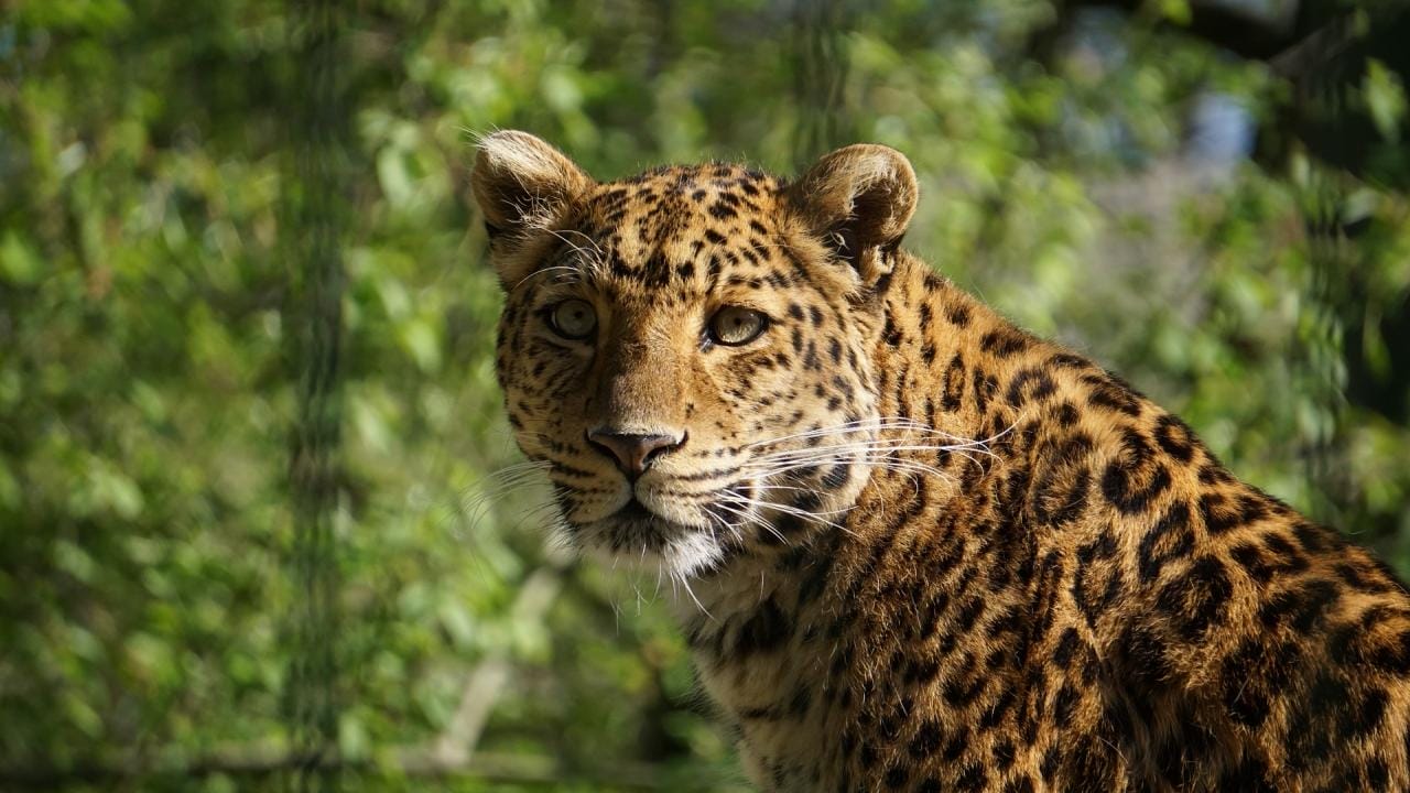 des-employes-dun-aeroport-en-inde-retrouve-un-bebe-leopard