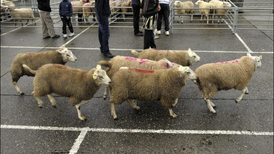 La région belge interdit l'abattage halal et casher d'animaux