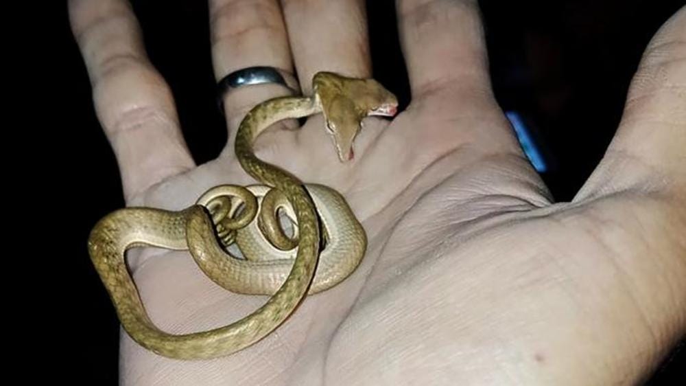 Un serpent à deux têtes repéré à Bali 2 99e07d0b4bf3daef6c040e5971cde44ebd69090d9d9dbca98a13e1c5ee822b74 (1)