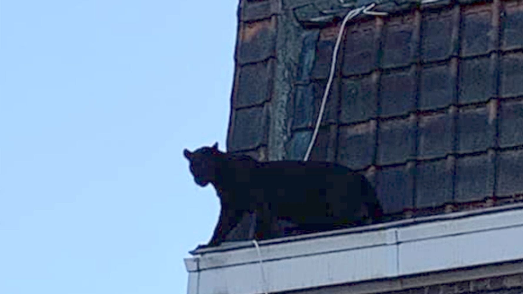 1568922908_Black-Panther-Spotted-Roaming-Rooftops-Of-Lille-France