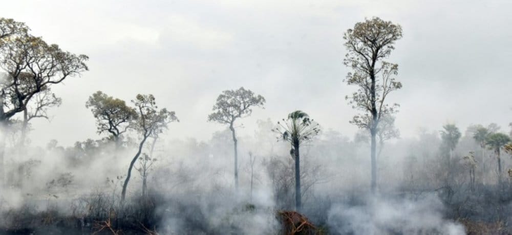 661_afp-news_dd1_3bd_eb9b5b91937ea096597374dcd4_incendies-en-bolivie-pour-de-nombreux-animaux-il-est-deja-trop-tard_000_1JS59Z-highDef (1)