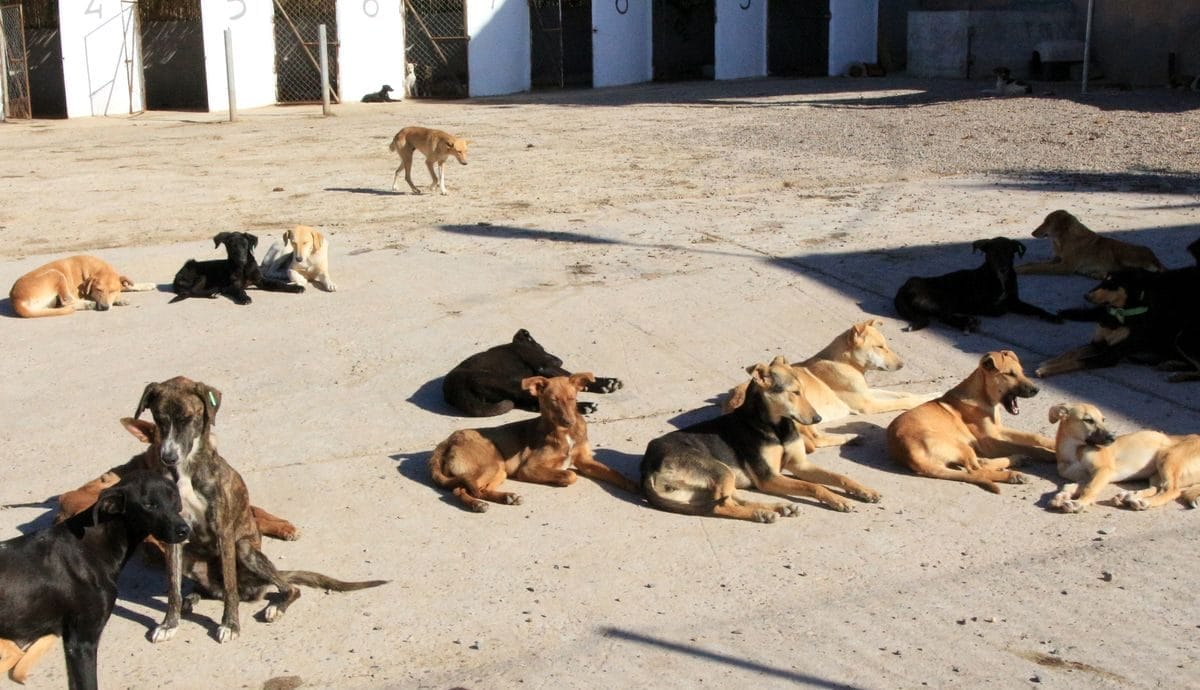 Agadir : un refuge innovant pour les chiens errants