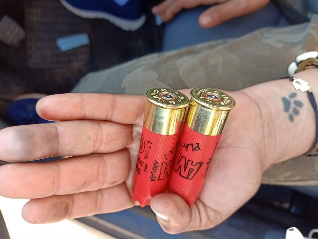 Malgré les réformes, le massacre des chiens errants se poursuit 2 WhatsApp Image 2019-12-13 at 8