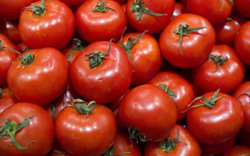 La tomate marocaine gagne du marché en Europe