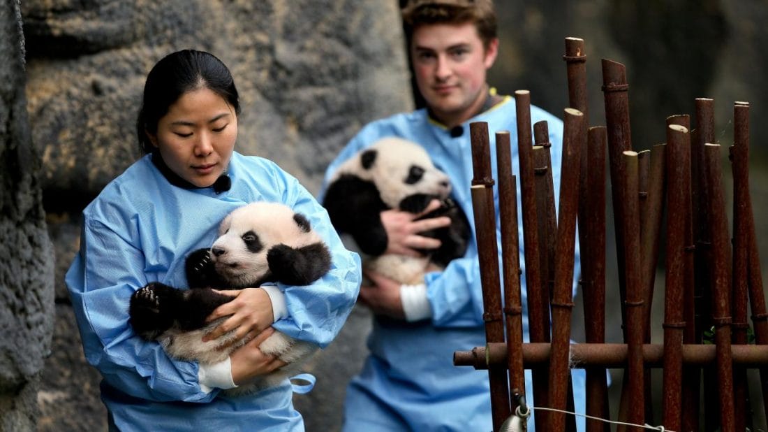 Les jumeaux bébés pandas de Pairi Daiza font leur première sortie 2 Bao Di et Bao Mei