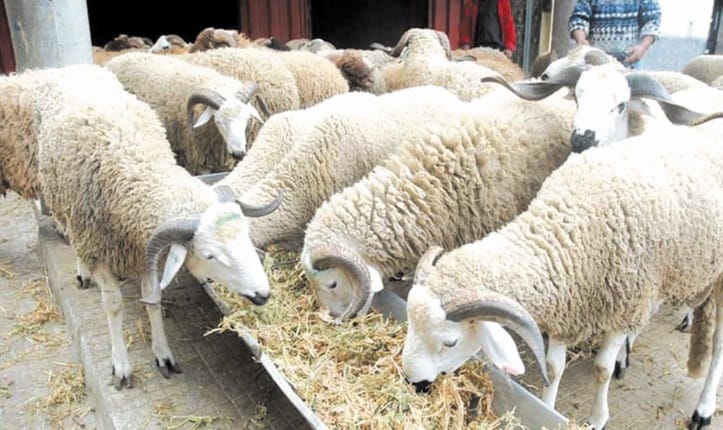 le gouvernement déploie un programme ambitieux pour relancer le cheptel national