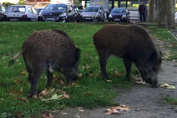 Confinement : des sangliers envahissent les rues du royaume 2 Confinement : des sangliers envahissent les rues