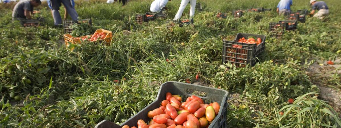 agriculture italie