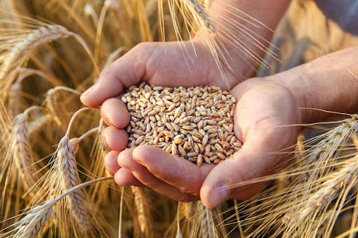 Sécurité alimentaire : l'ONICL annonce une prime de stockage pour le blé tendre