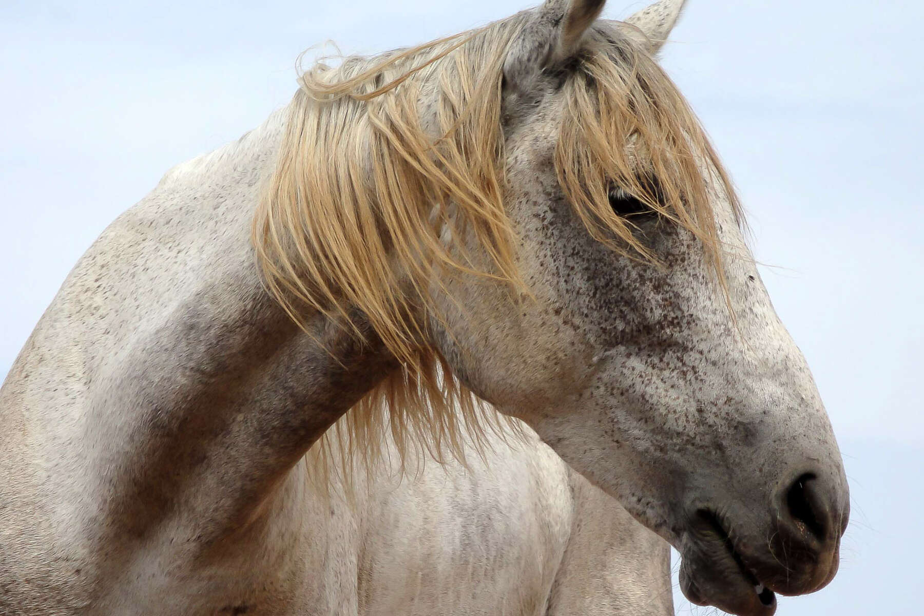 Le ministère dément l’octroi d’aides aux chevaux