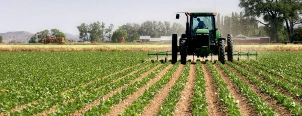 Saison agricole historique dans le Nord du Maroc