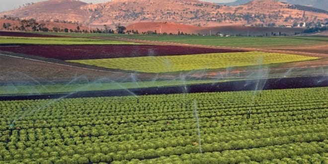 Bilan agricole, préparatifs pour Aïd Al-Adha : Akhannouch rassure les marocains 2 agriculture maroc