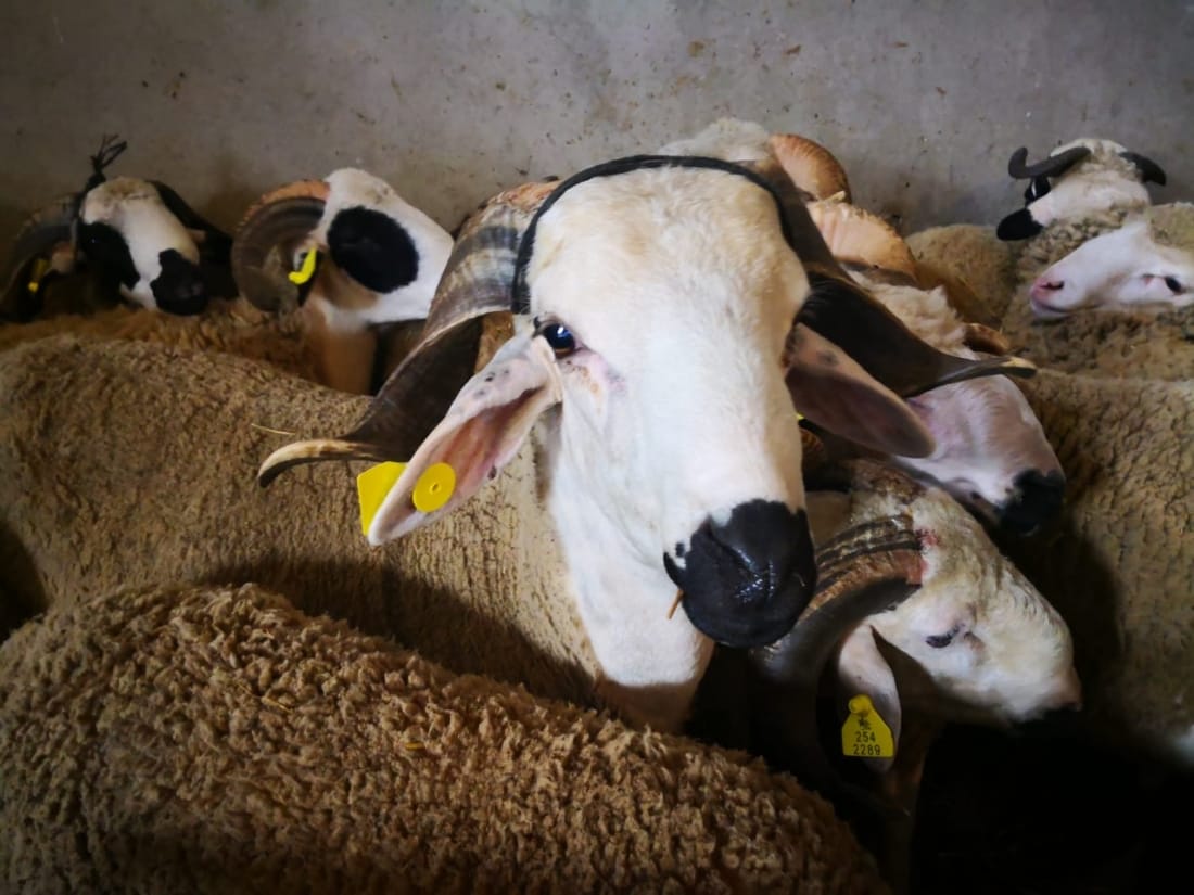 Aïd Al-Adha : plus de 7,2 millions de têtes identifiées 2 Aïd Al-Adha