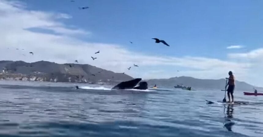 Elles risquent de se faire avaler par une baleine