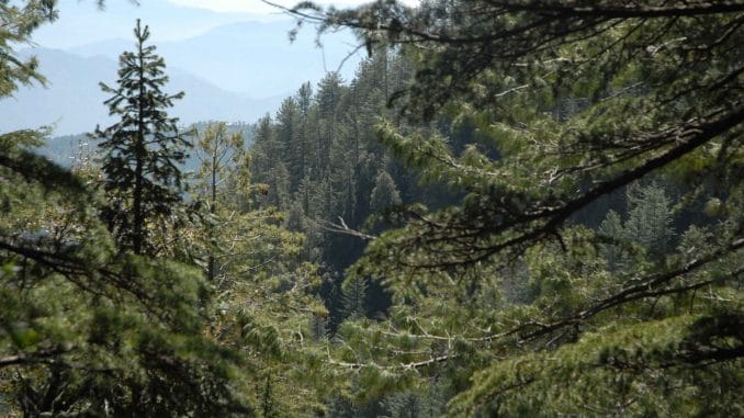 Forêts du Maroc