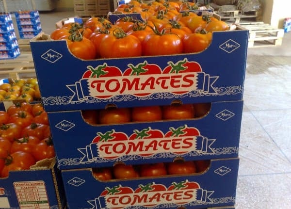 Tomates marocaines : le COAG attaque pour fraude fiscale