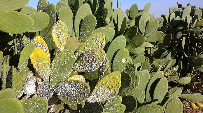 cochenille_ravageuse_de_cactus cochenille ravageuse de cactus