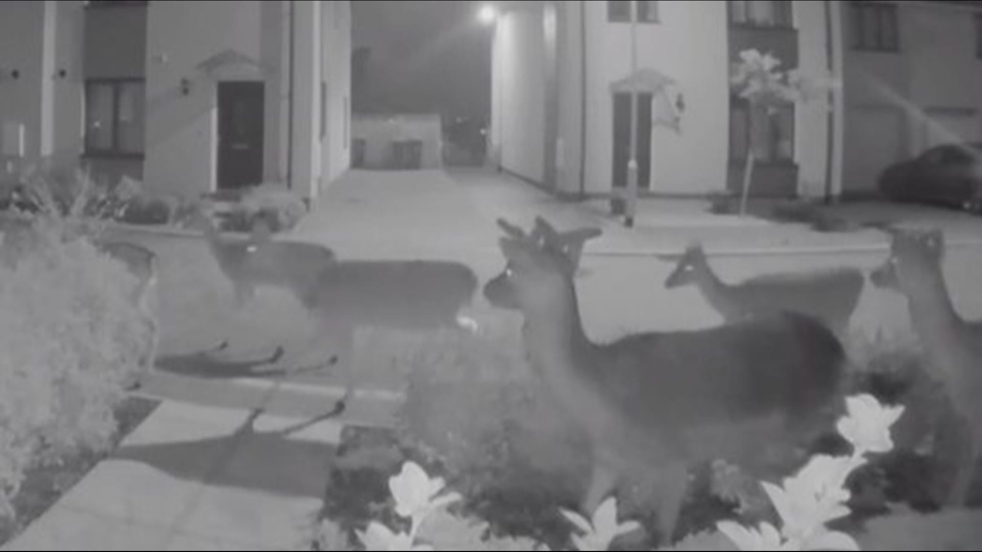 USA/Texas : un troupeau de cerfs défie le froid