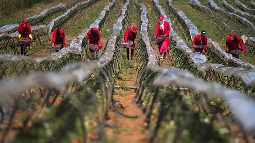 La campagne agricole 2020-2021 s'annonce très bien © DR