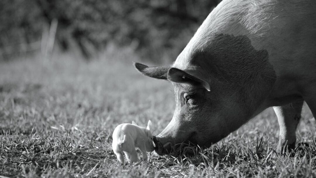 Gunda, un documentaire sur la vie d’un cochon