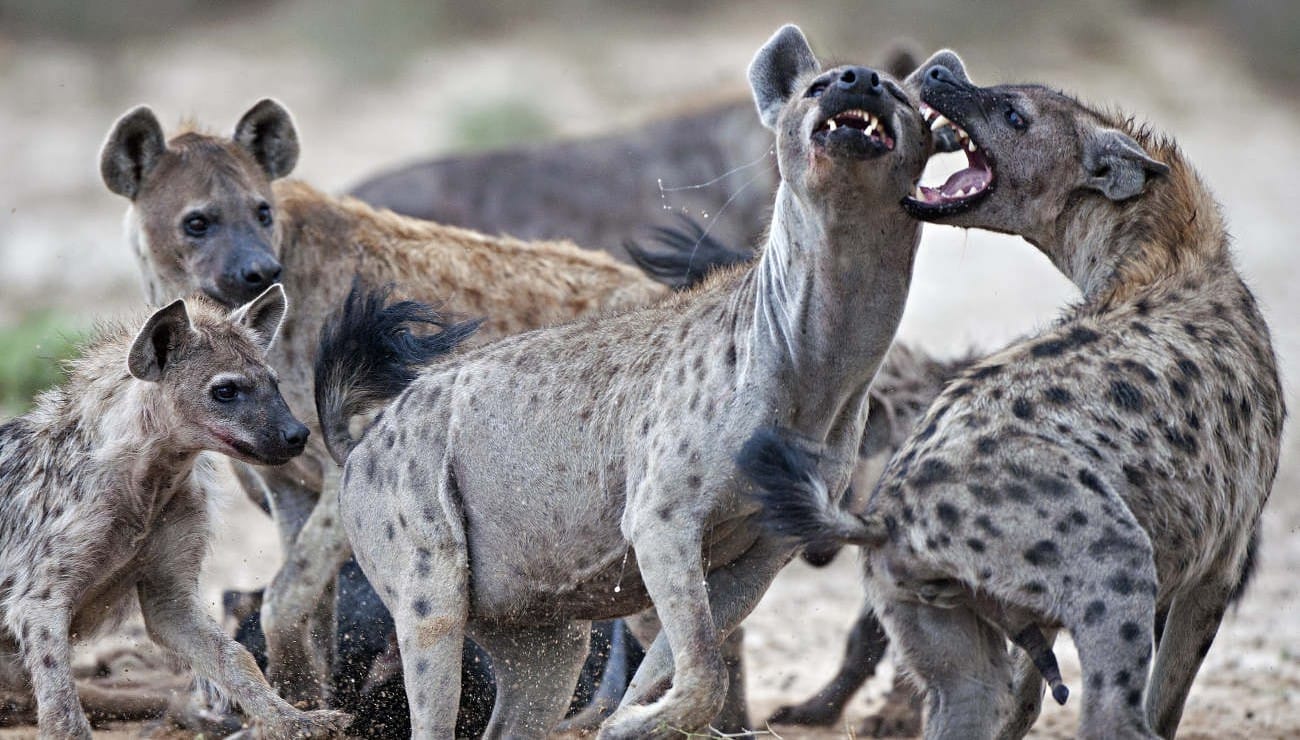 Les hyènes sont des animaux carnivores ultra dangereux © DR