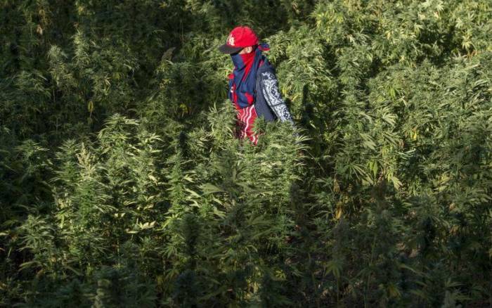 Le Maroc envisage une légalisation de la culture du cannabis pour un usage thérapeutique © DR