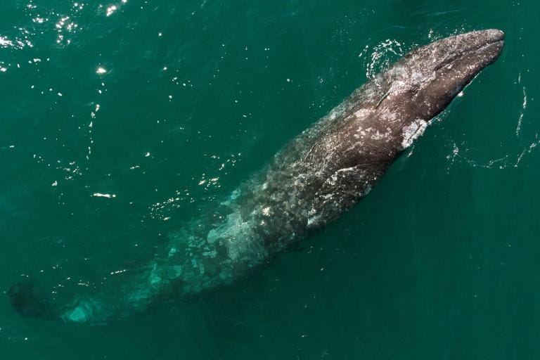 Une baleine grise en Basse-Californie, au Mexique, le 27 mars 2021 © AFP