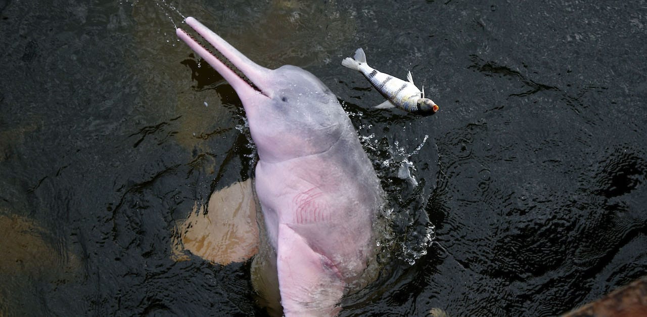 31 espèces ont disparu et 3.324 sont menacées d’extinction