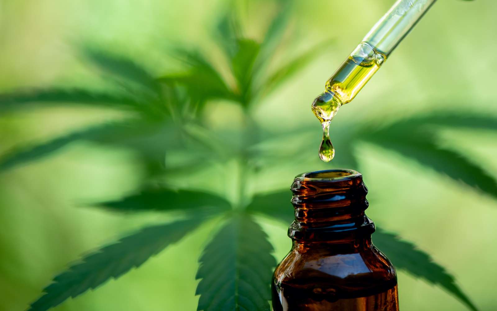 Cannabis : ce qu’il faut savoir sur le CBD