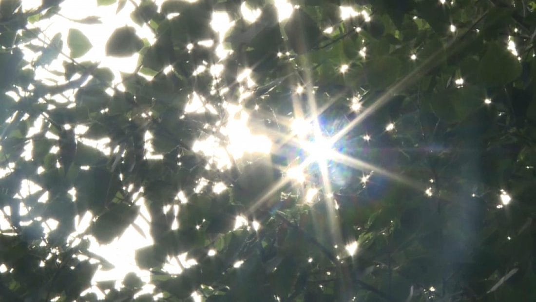 Italie : les arbres viennent au secours de l’homme