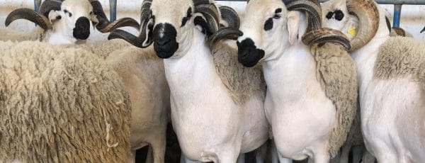 Aïd Al-Adha : amende pour le sacrifice du mouton ? Le vrai du faux