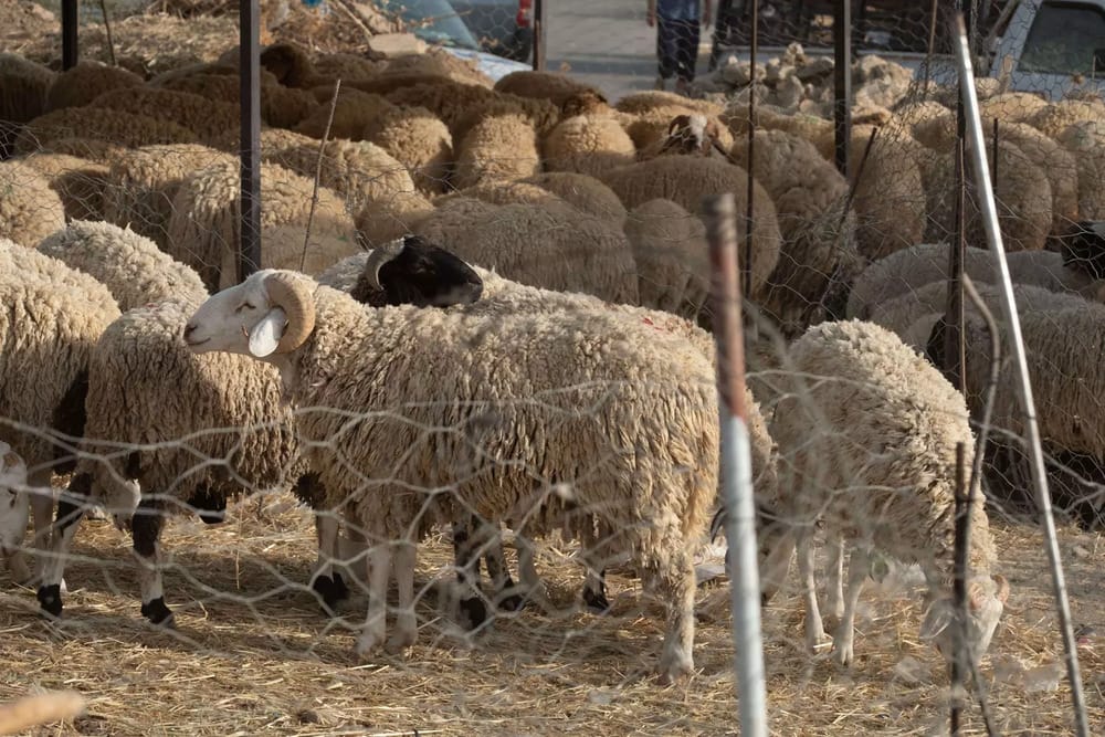 Comment s'organise l'Aïd Al-Adha au Maroc ? 2 Des moutons de l'Aïd Al-Adha © L'Internaute