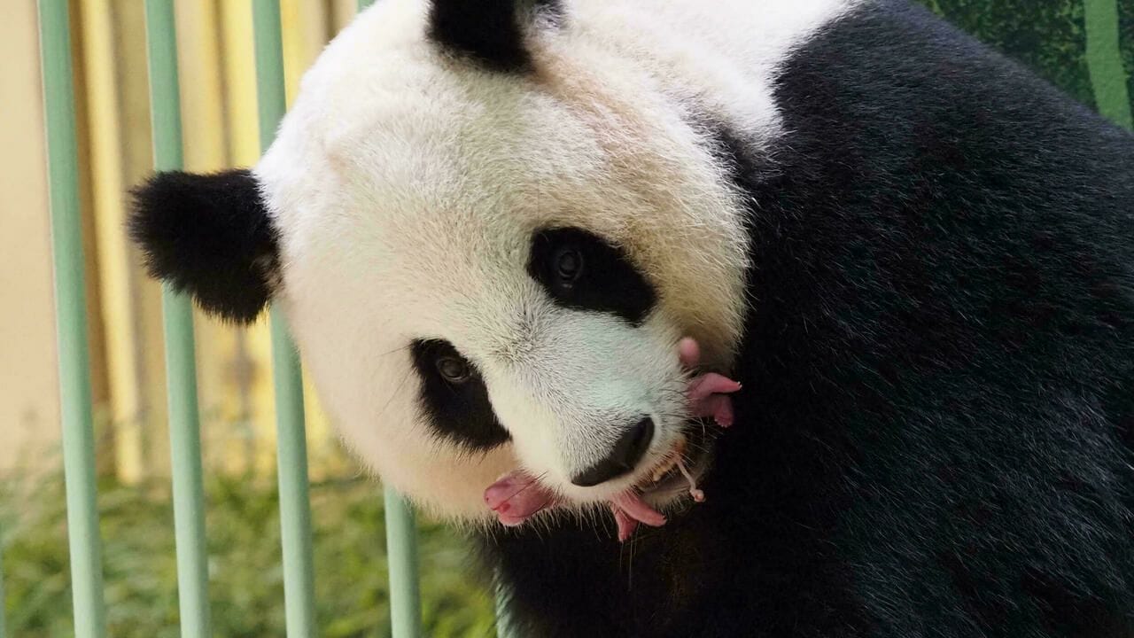 Le panda géant Huan Huan et ses petits jumeaux ont été vus à l'intérieur de leur enclos après la naissance, au zoo de Beauval à Saint-Aignan-sur-Cher, dans le centre de la France, le 1er août 2021. © Guillaume Souvant, AFP